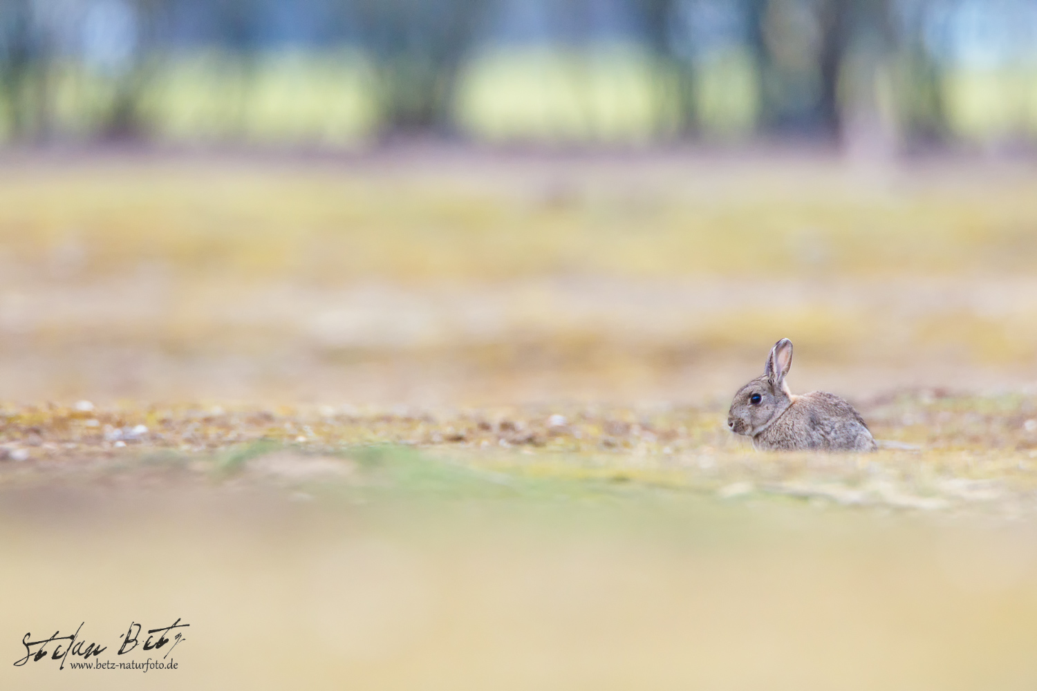 Wildkaninchen in Pastellfarben