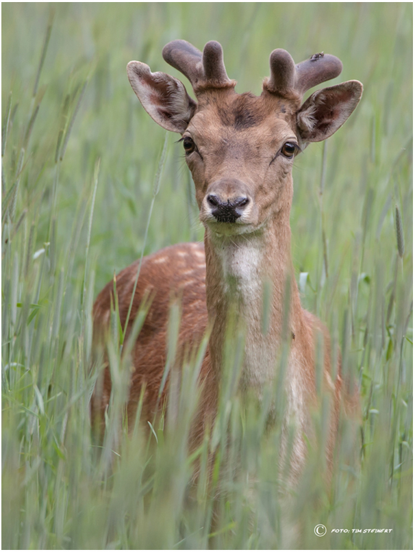 Damhirsch im Bast