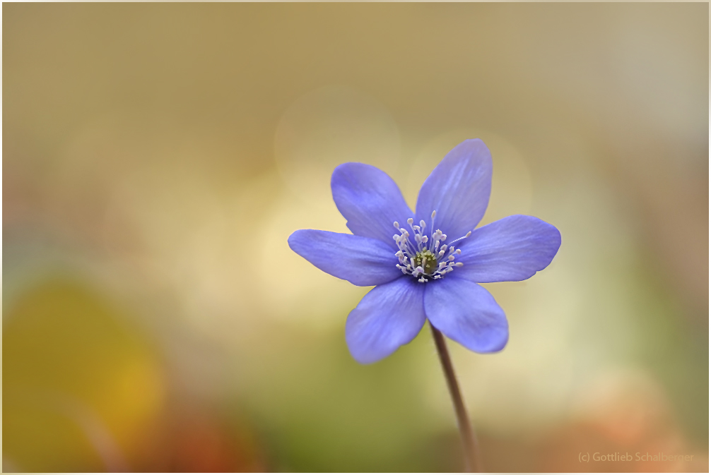 Anemone Hepatica
