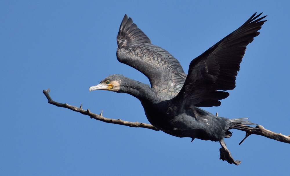Abflug vom Ansitz