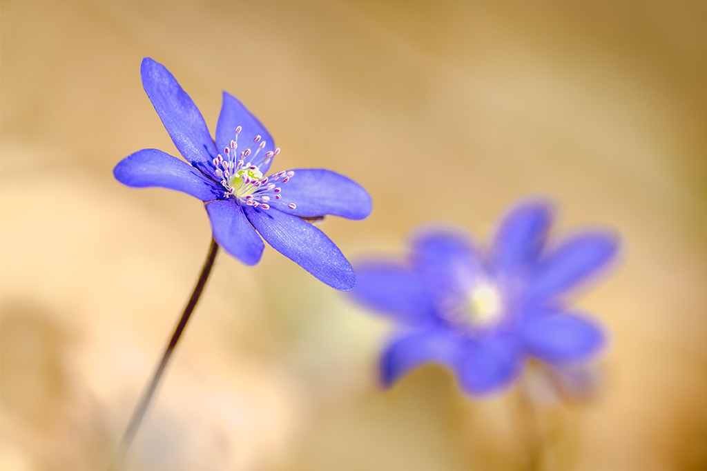 Leberblümchen