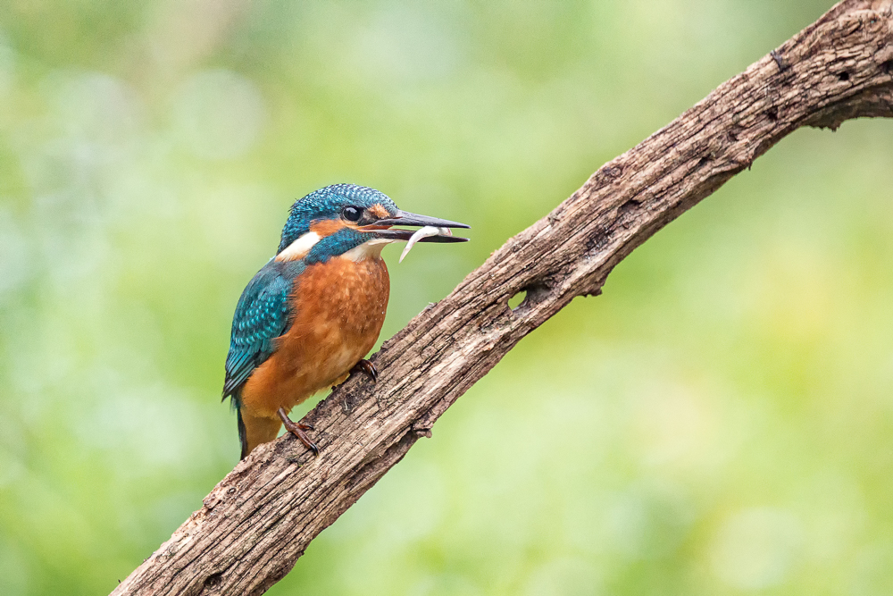 Eisvogel