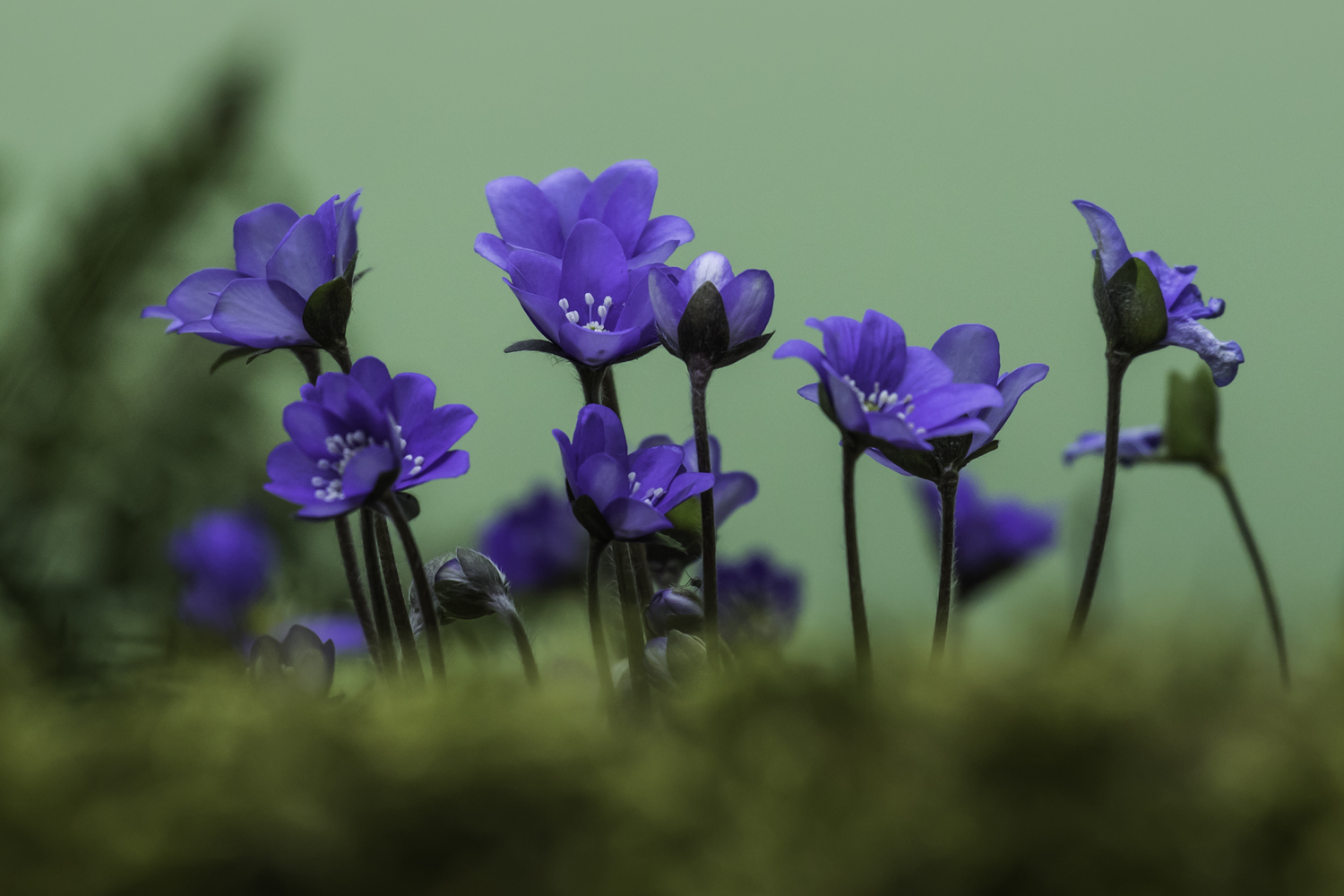 Leberblümchen