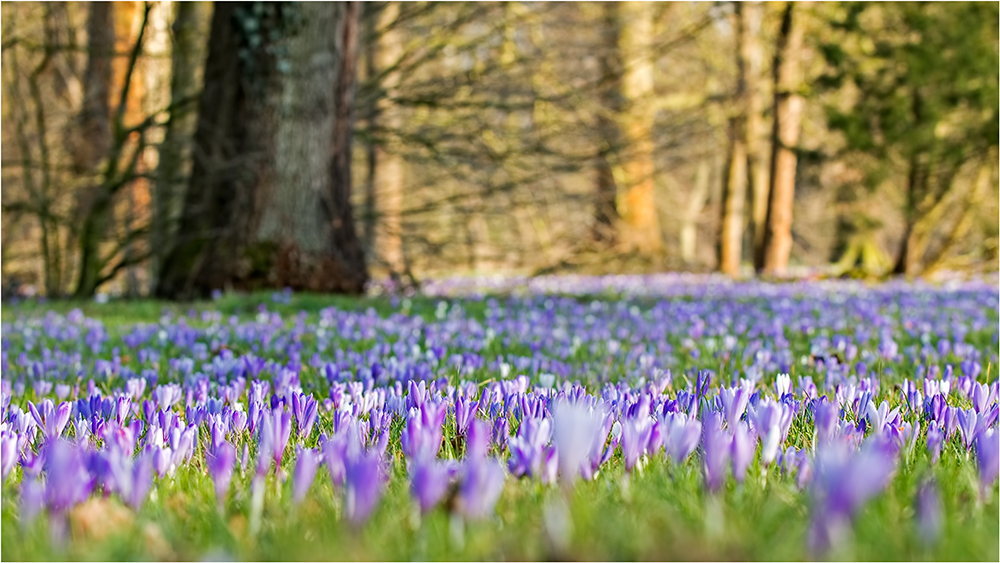 Frühling