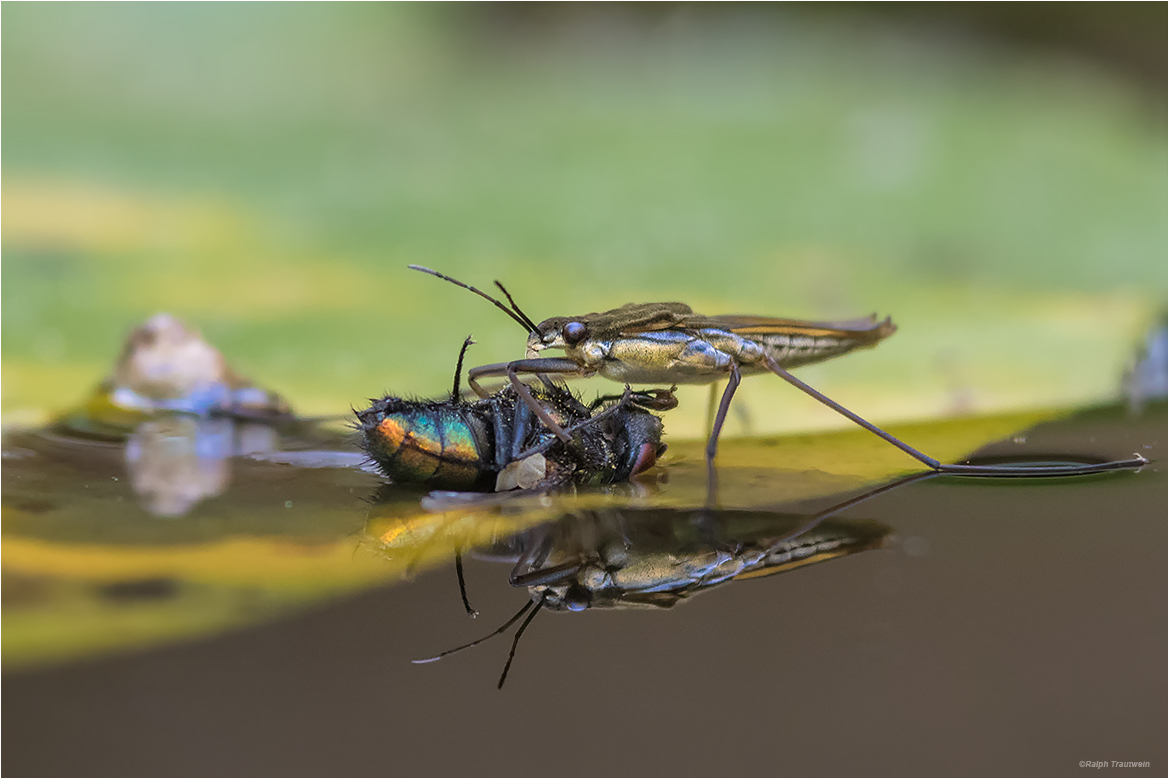 Wasserläufer