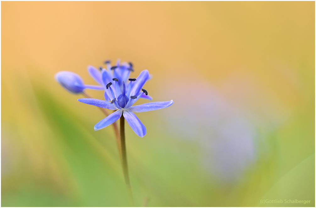 Blauer Stern