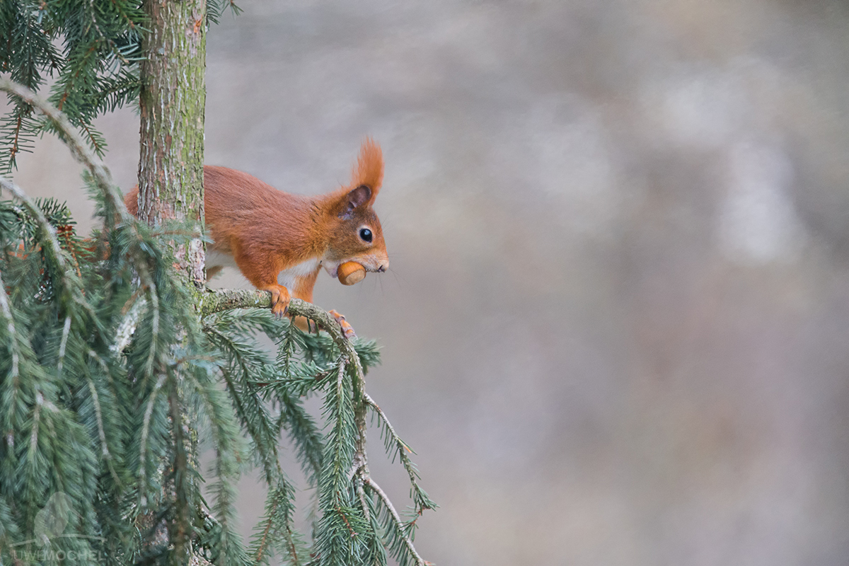 Eichhörnchen (Sciurus vulgaris) - écureuil-reload