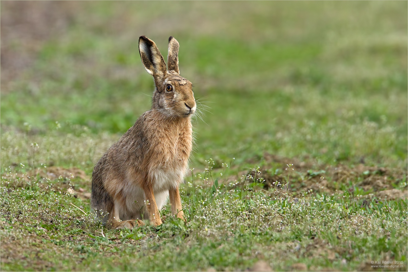 Fröhliche Ostern!