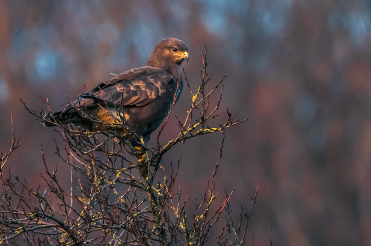 Mäusebussard 2