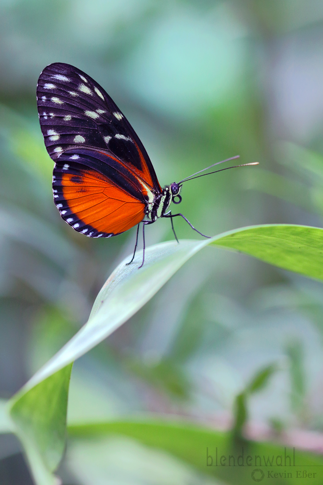 Heliconius hecale