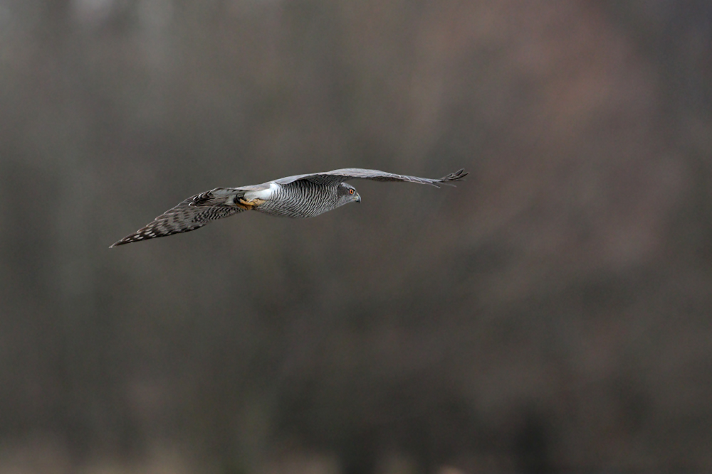 Habicht im Flug