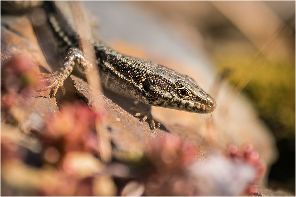 "Podarcis muralis"