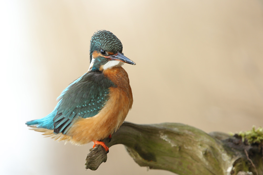 "Im Eisvogelfieber"