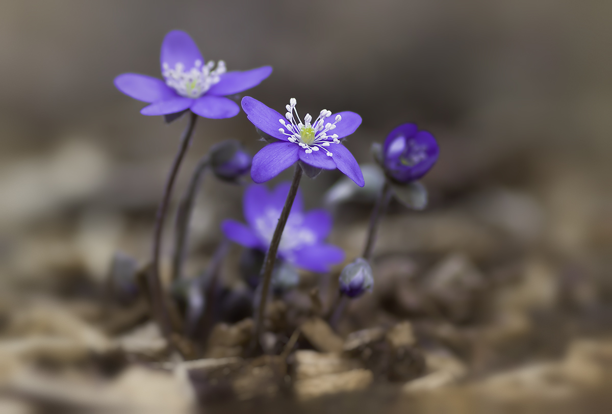 Leberblümchen