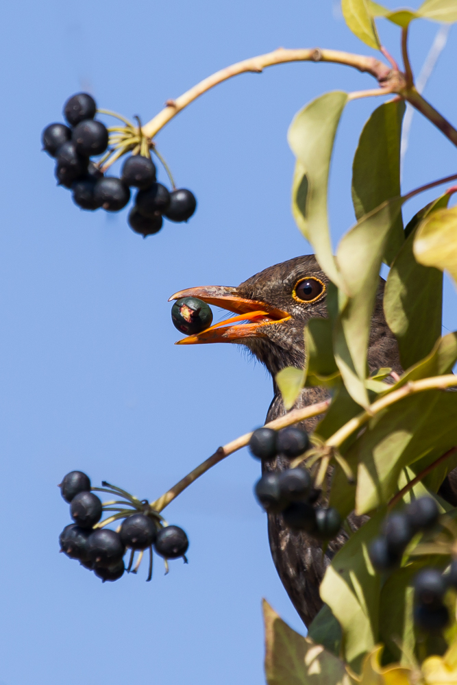 Amsel