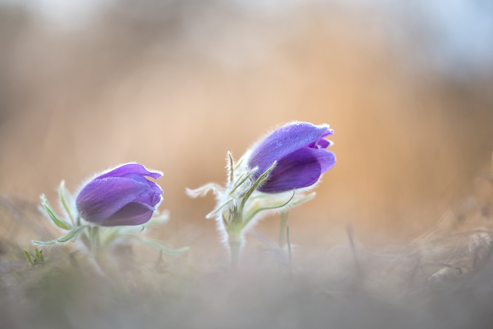 Pulsatilla vulgaris