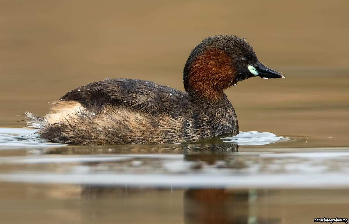 Zwergtaucher im Prachtkleid