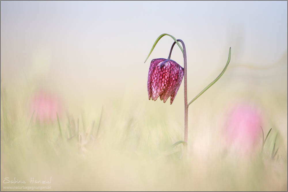 ~ Fritillaria meleagris ~