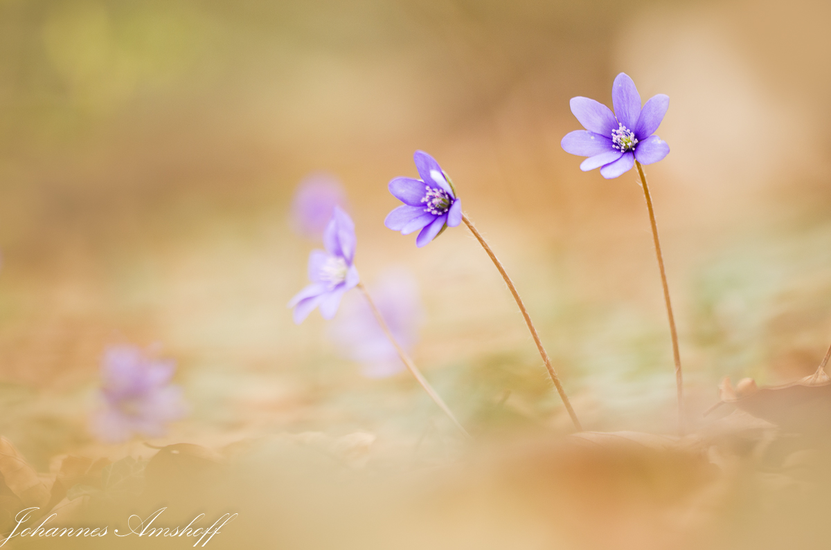 ~Leberblümchen~
