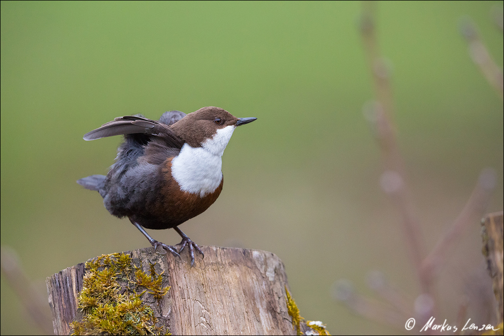 Wasseramsel in toller Pose