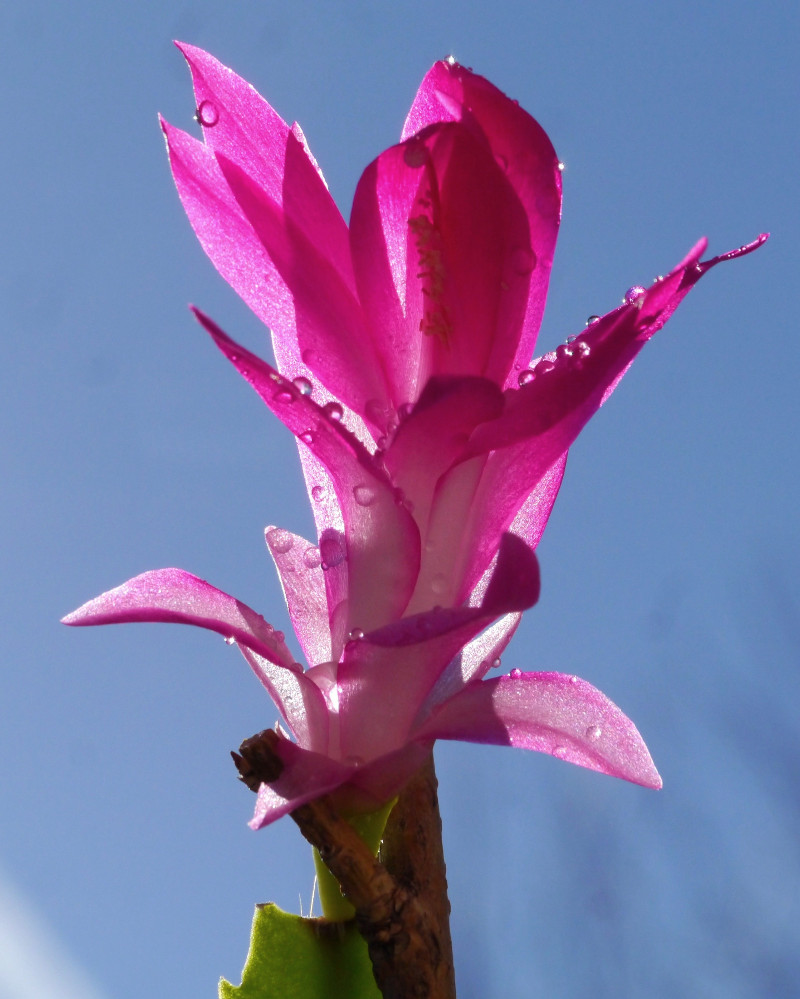 Osterkaktusblüte nach einem kleinen Schauer