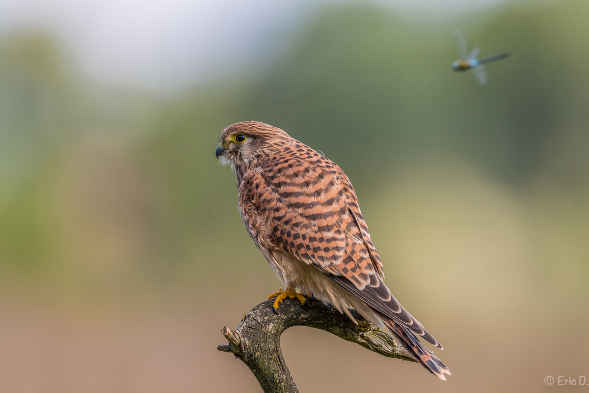 Libelle