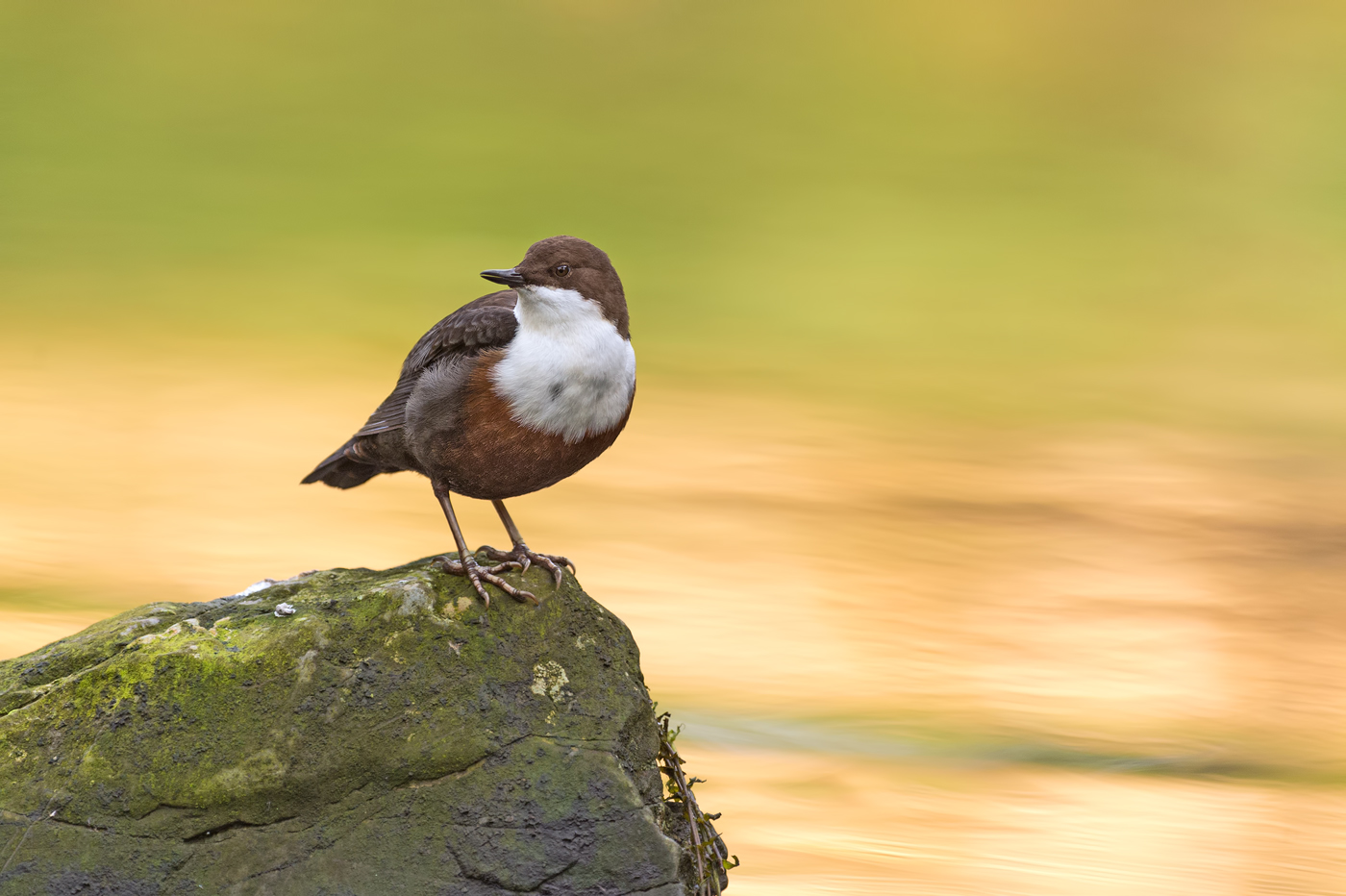 Singende Wasseramsel im Herbstlicht