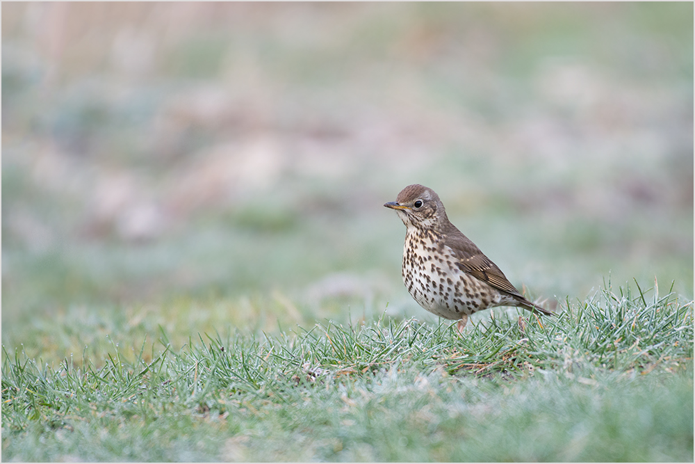 Singdrossel (Turdus philomelos)