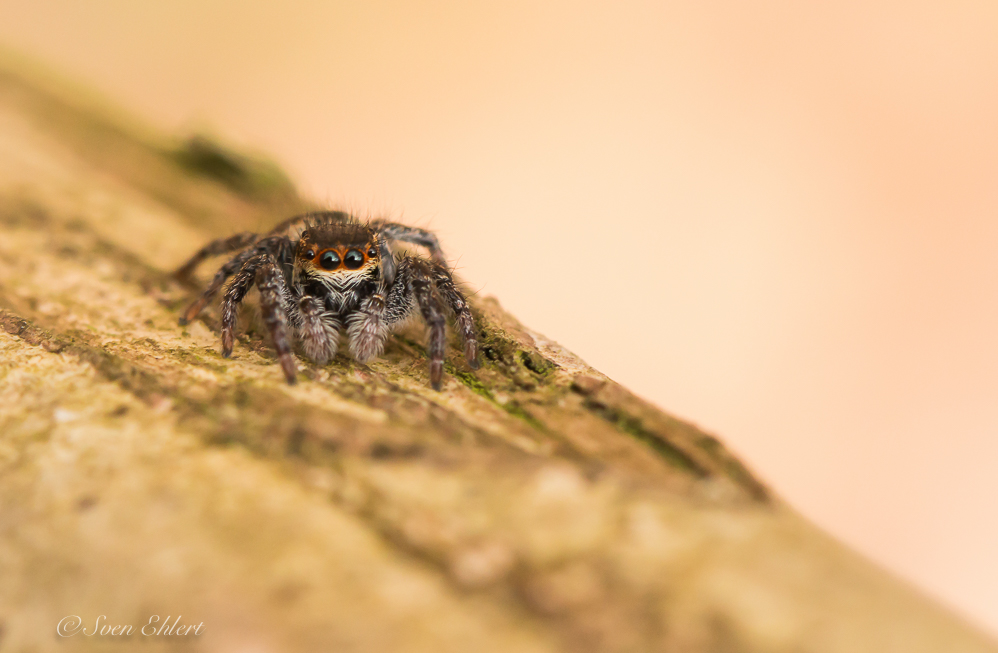 Springspinne Auge um Auge...