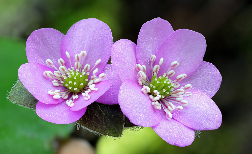 Leberblümchen (Hepatica nobilis, Syn.: Anemone hepatica)