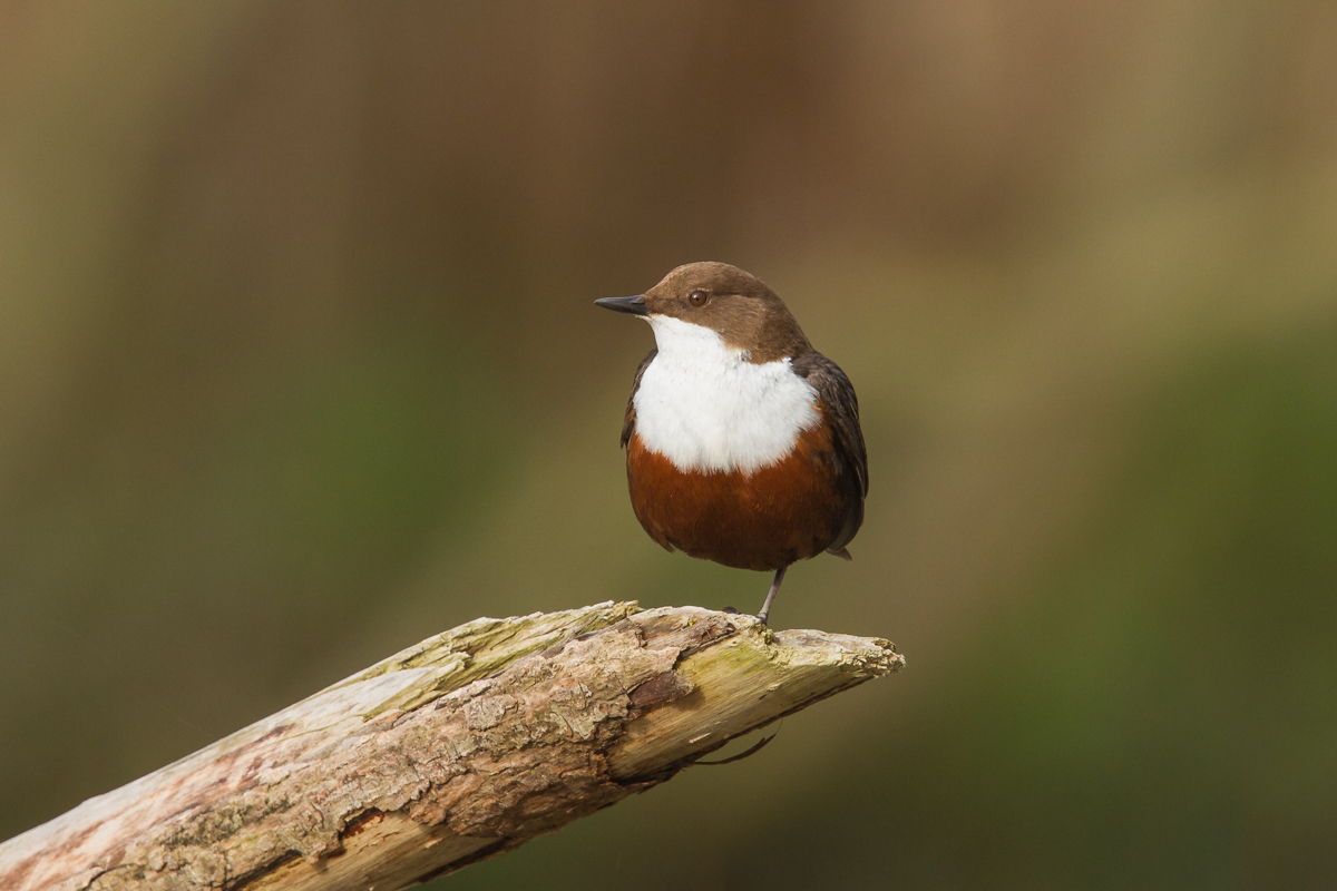 Wasseramsel
