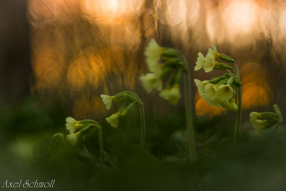 Primula sunset