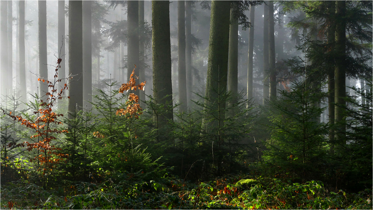 Wald im Vorfrühling