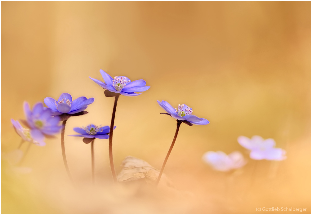 Tanz der Leberblümchen