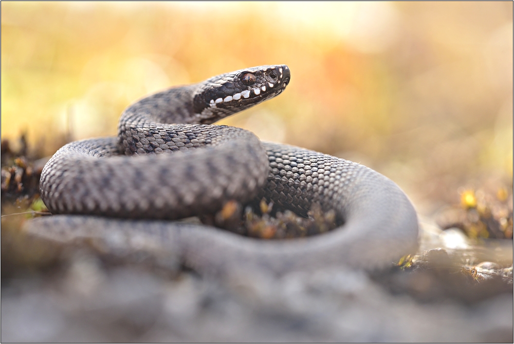 Vipera Berus