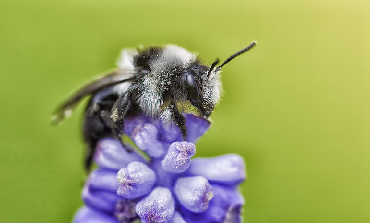 Bienchen