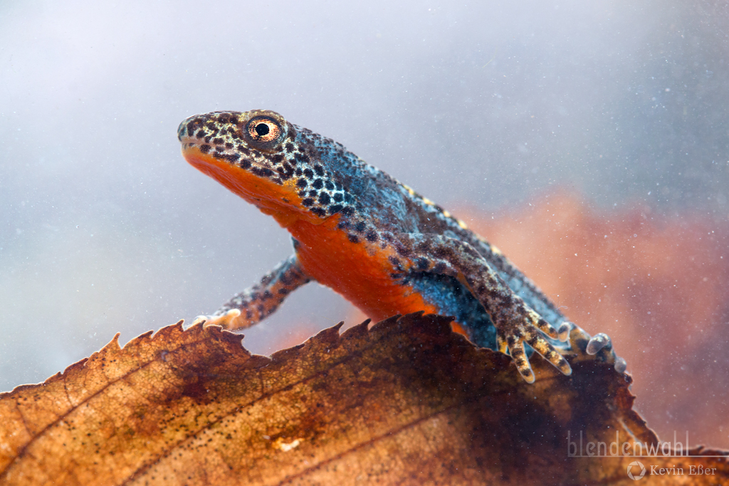 Bergmolch (Ichthyosaura alpestris)