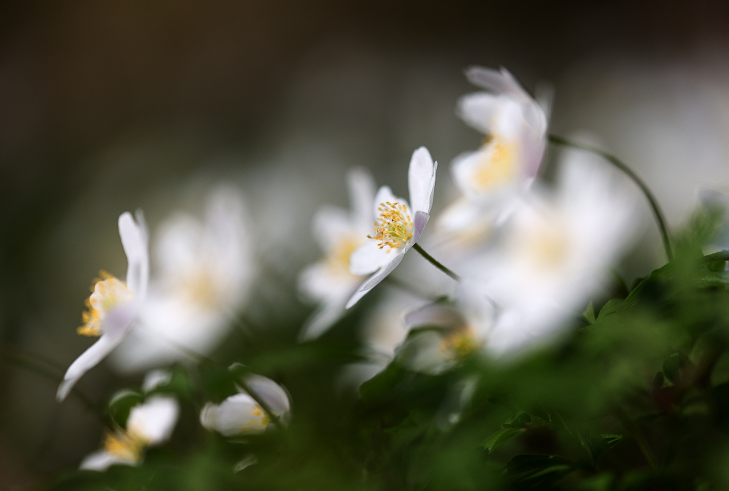 Anemonen