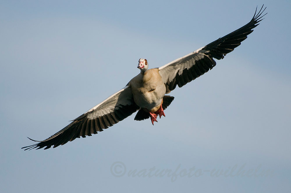 Überflieger