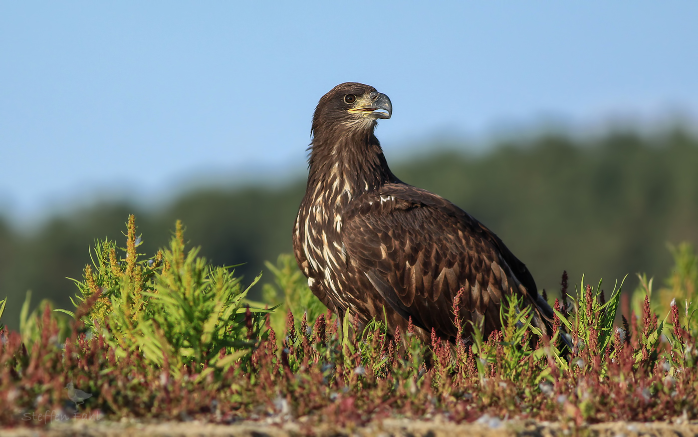 Seeadler aus den guten alten Zeiten...