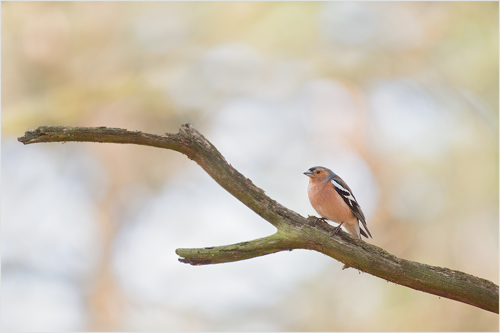 Buchfink (Fringilla coelebs) II