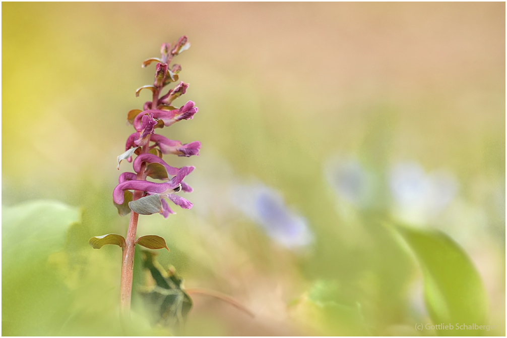 Corydalis vs. Scilla