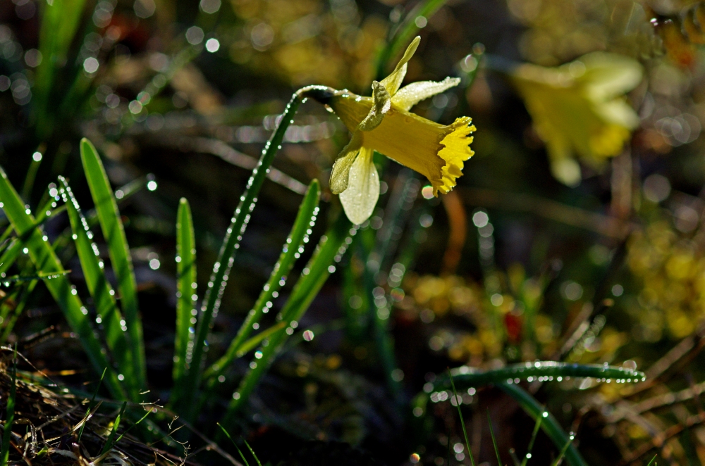 Wilde Narzissen (Forum für Naturfotografen)
