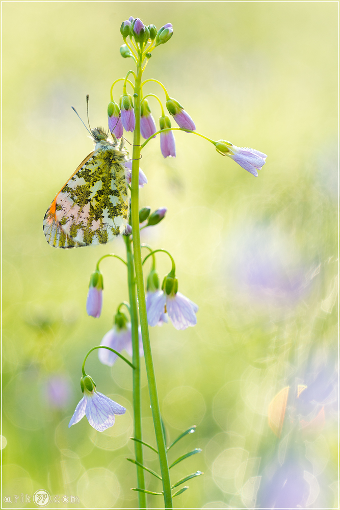 Aurorafalter - Anthocharis cardamines