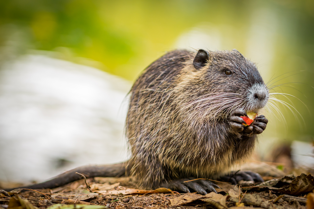 nutria itch