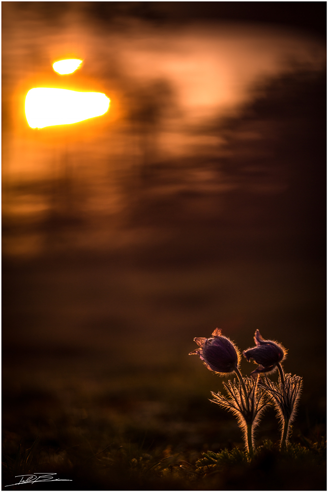 Kuhschellen am Abend