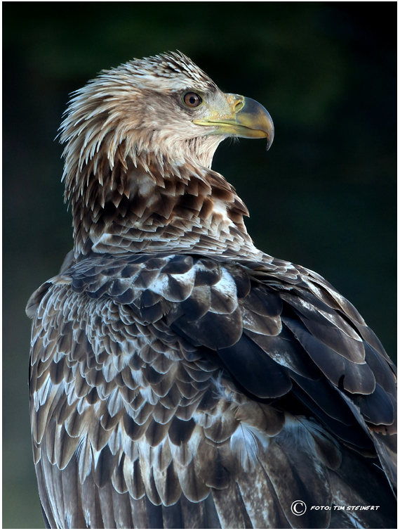 Seeadler Porträt