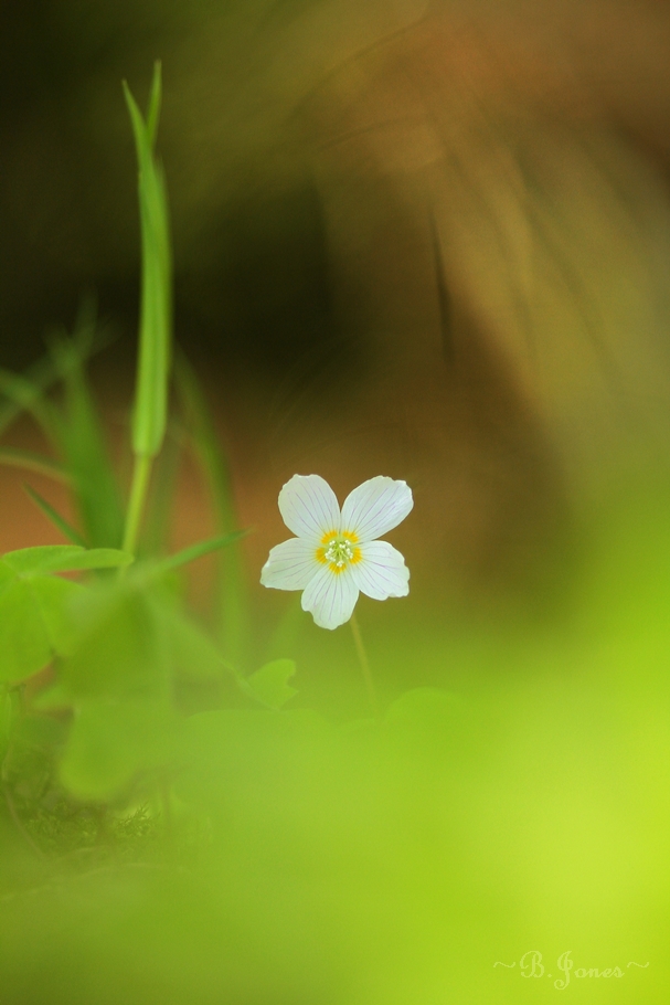 Oxalis acetosella