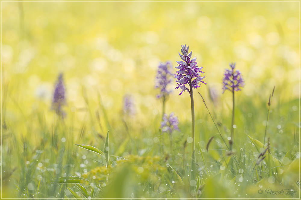 Wiesen-Feeling mit Orchideen