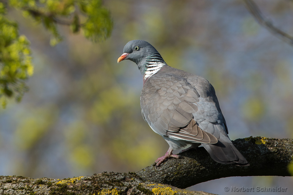 Ringeltaube